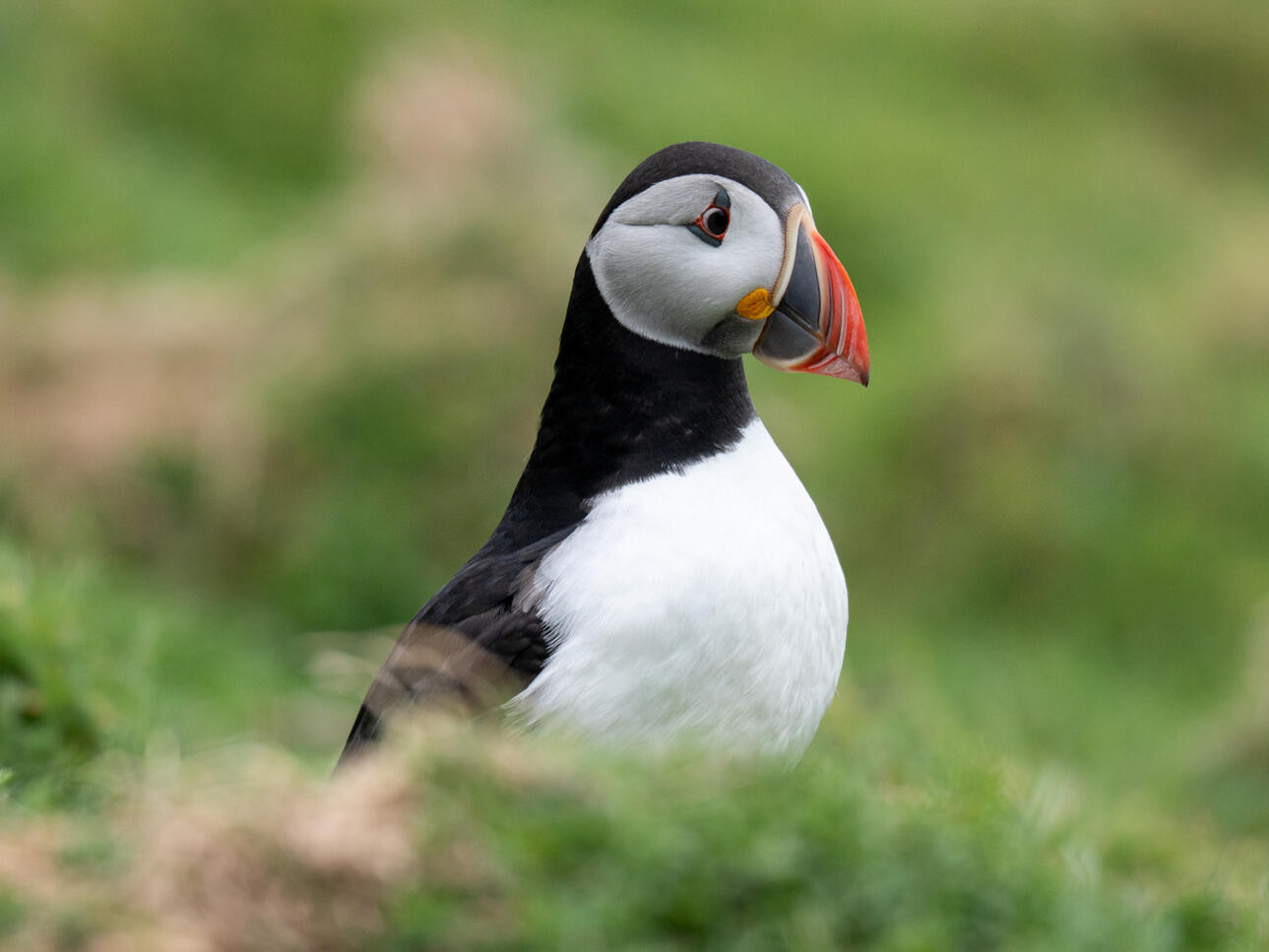 Puffin auf Skomer Island (2025)