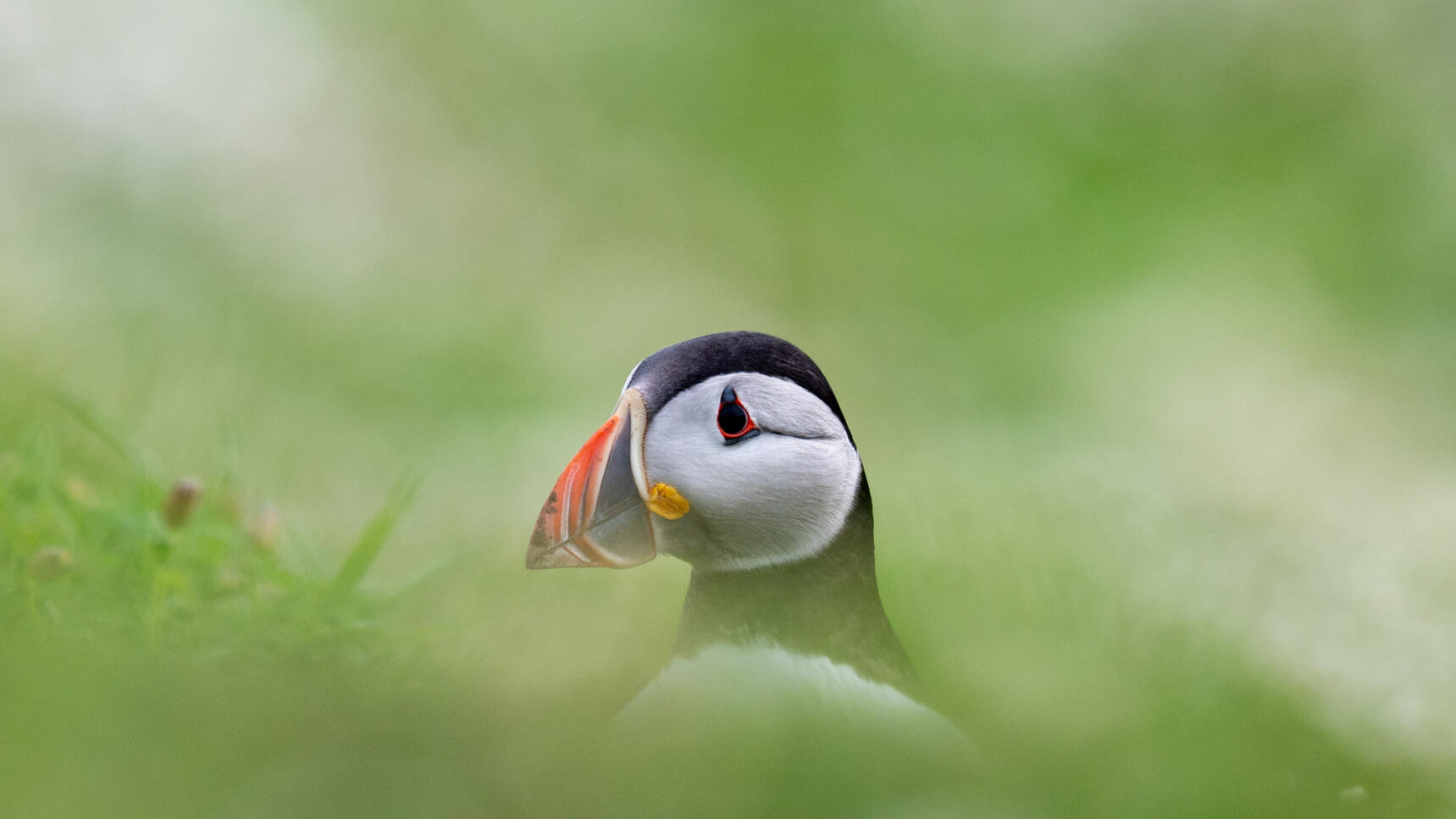 Puffin auf Skomer Island (2025)