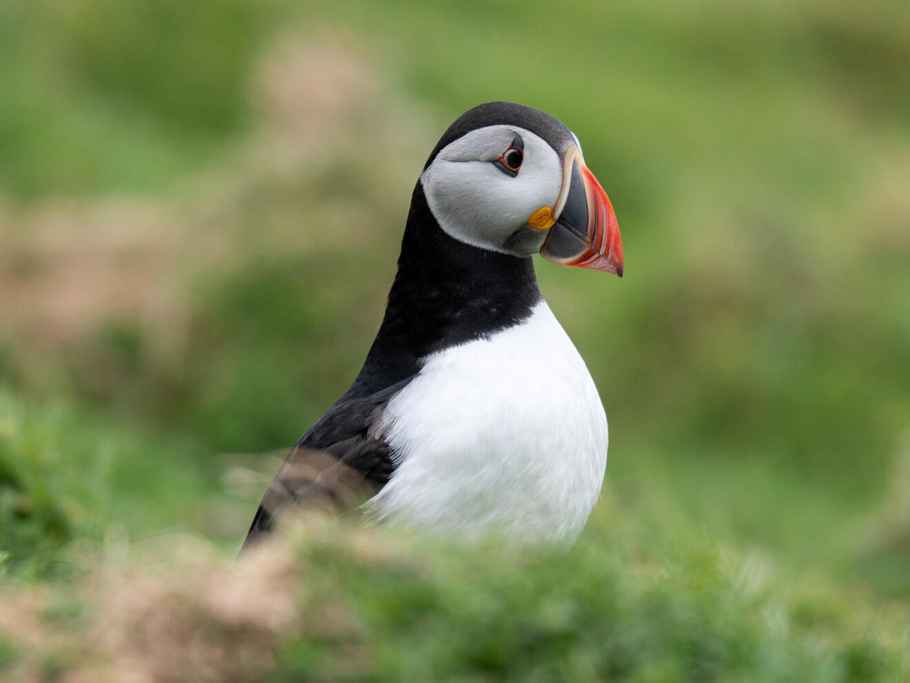 Puffin auf Skomer Island (2025)