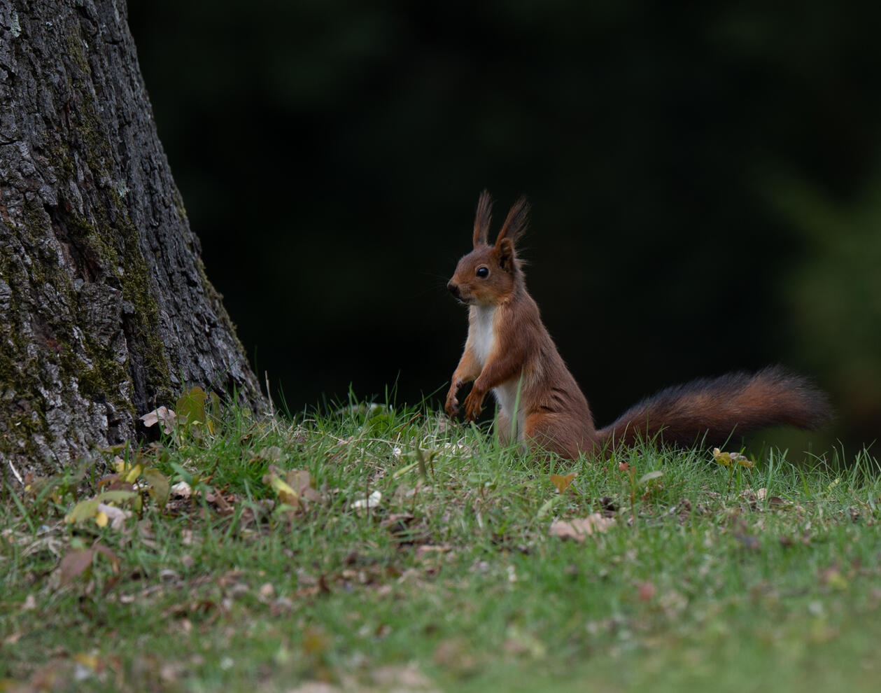 Eichhörnchen im Park