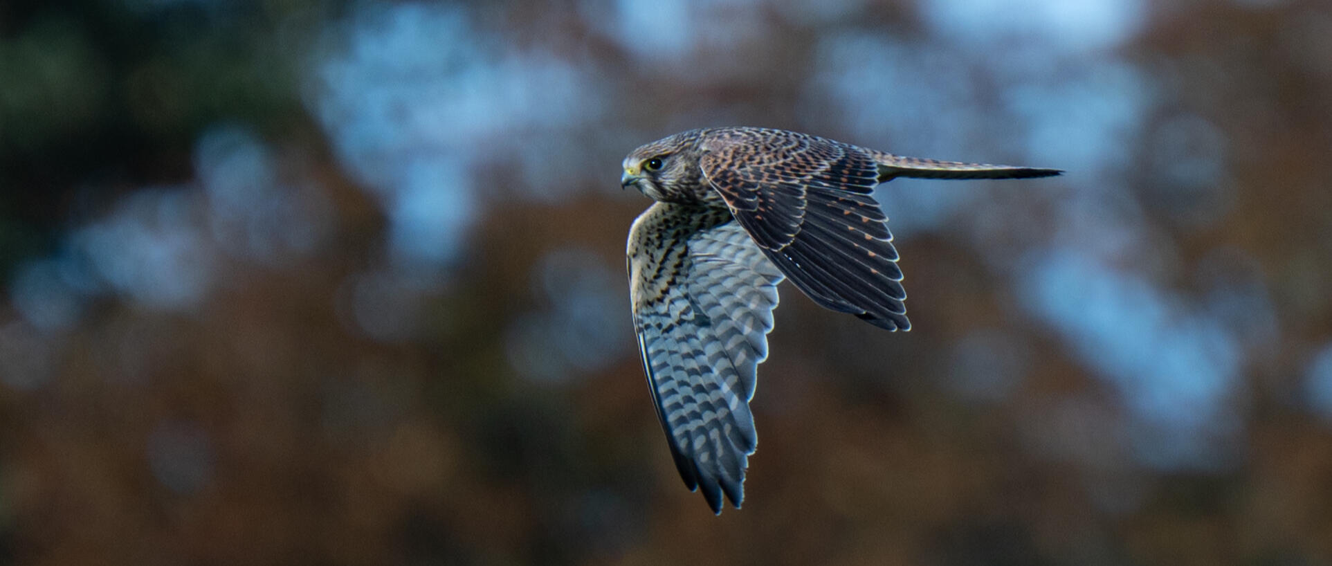 Turmfalke im Flug in Dänemark