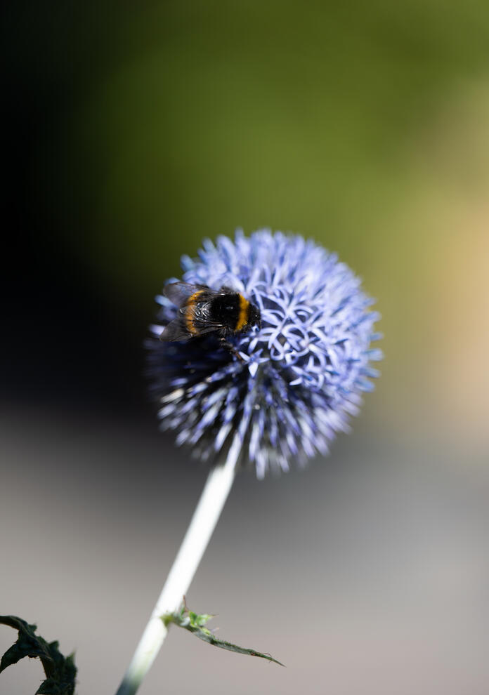 Hummel im Garten