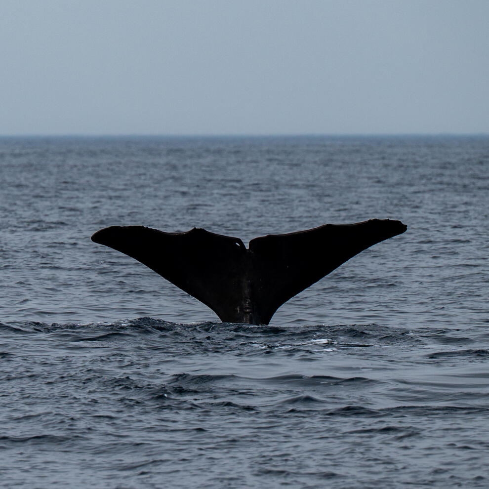 Wal (Tyr) bei Andøya