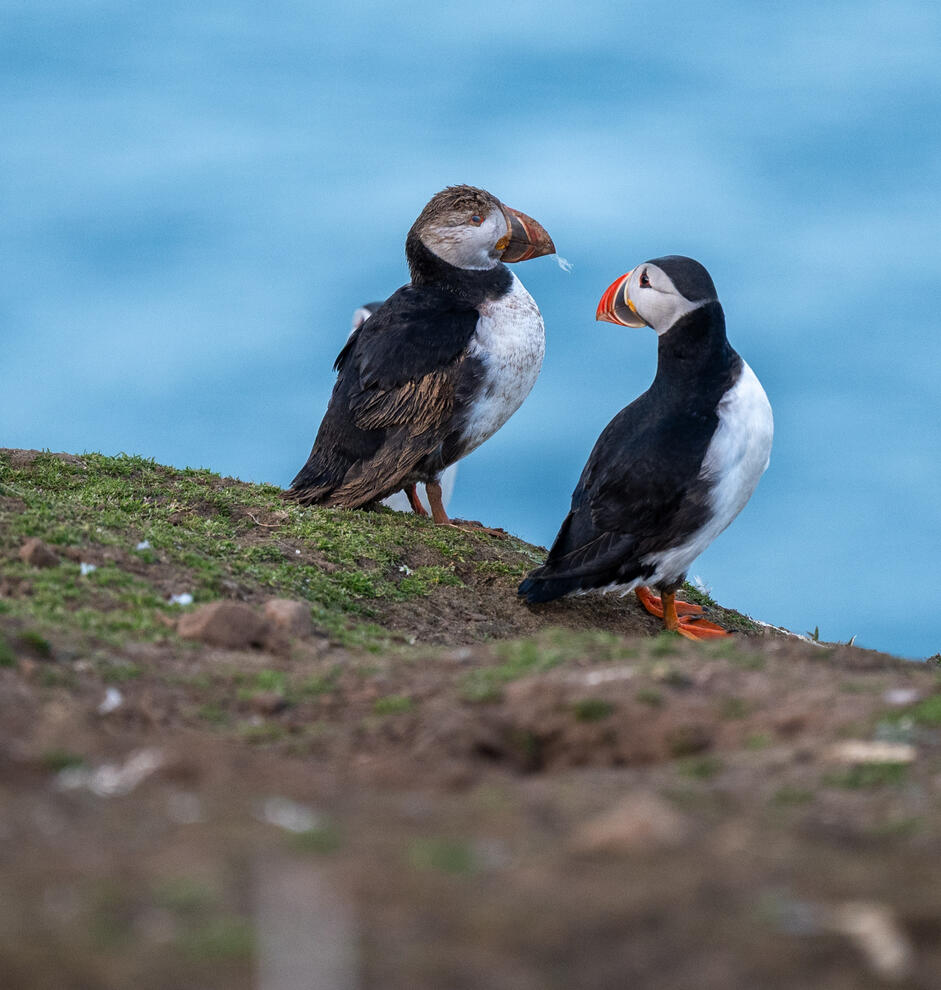 Papageientaucher (Puffins) auf Skomer