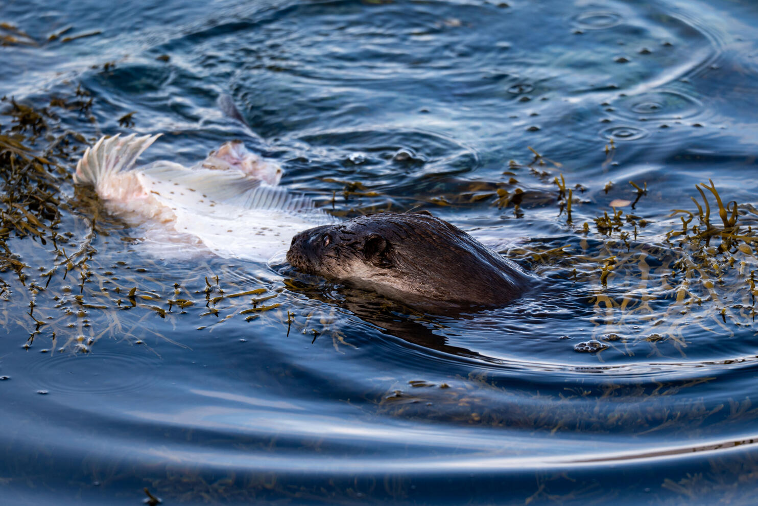 Otter an der Küste bei Tromsø