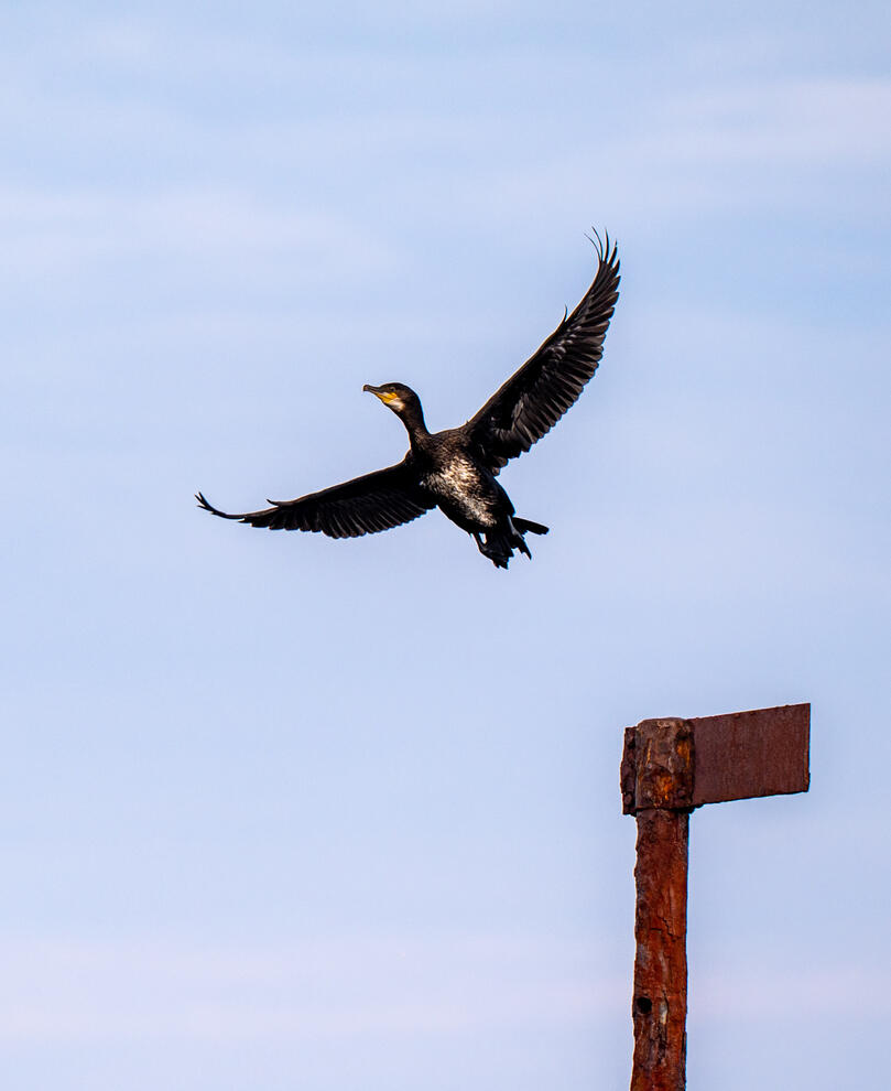 Kormoran auf der Rückfahrt von der Walsafari